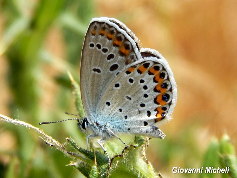 Plebejus.....anche questo argus?